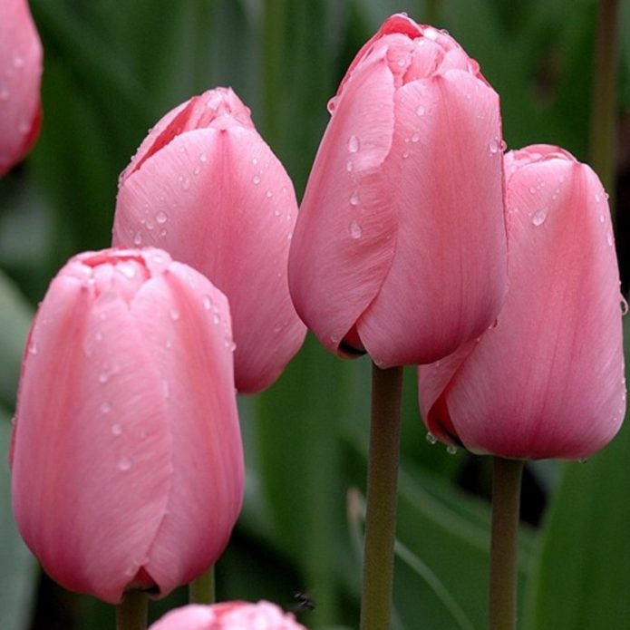 Головки розовых тюльпанов