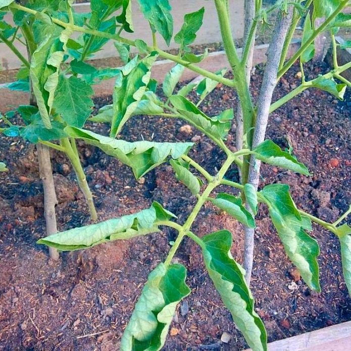 Кусты томатов в теплице