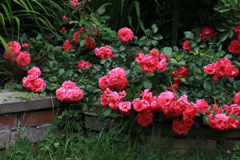 Почвопокровные Розы Сорта Фото