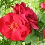 Сорт розы Hansaland