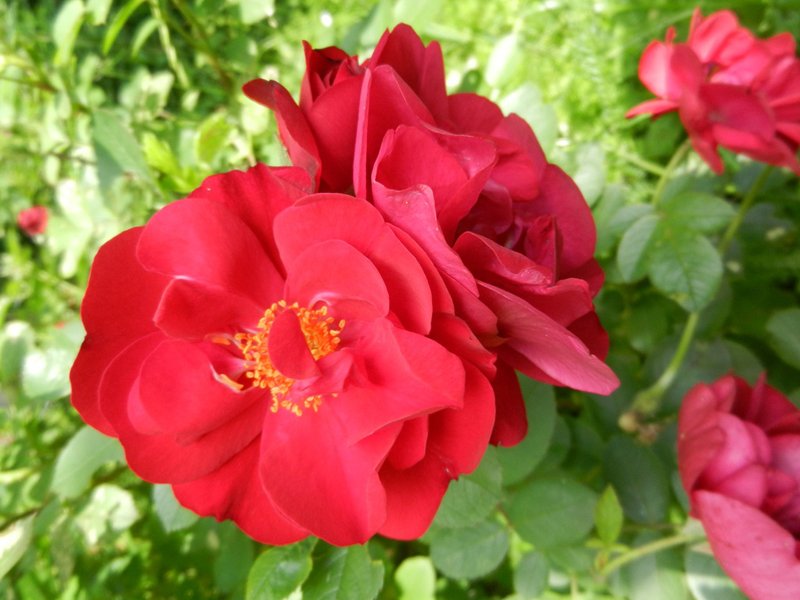 Сорт розы Hansaland