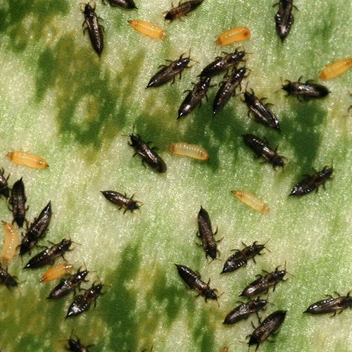 Трипсы — мелкие насекомые