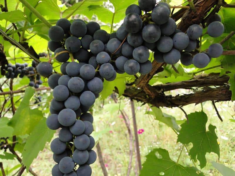 Уход за виноградом в июле: практические рекомендации по поливу, обрезке,подкормке и защите от болезней и вредителей