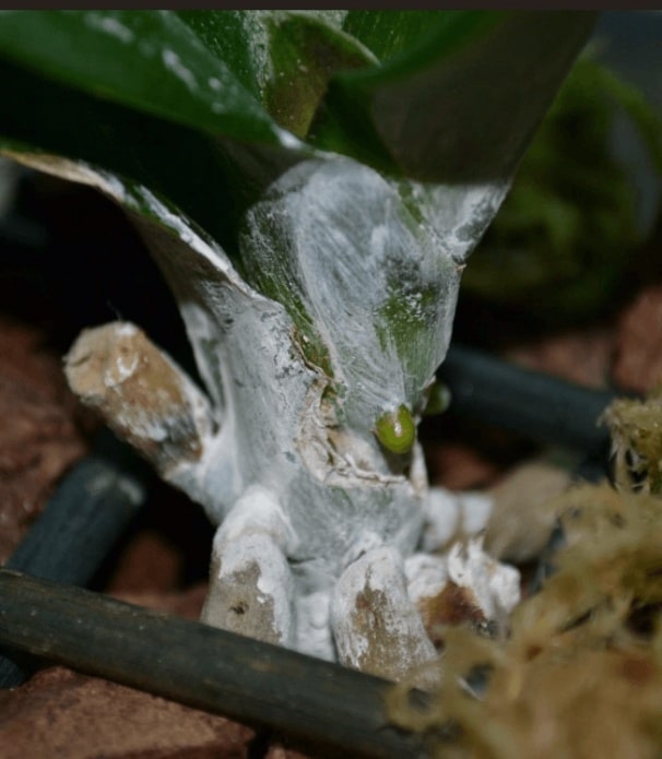 Корни орхидеи в янтарной кислоте