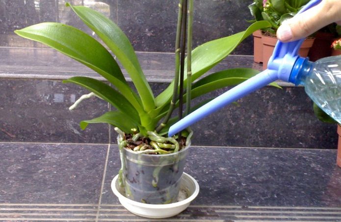 Орхидею поливают из лейки