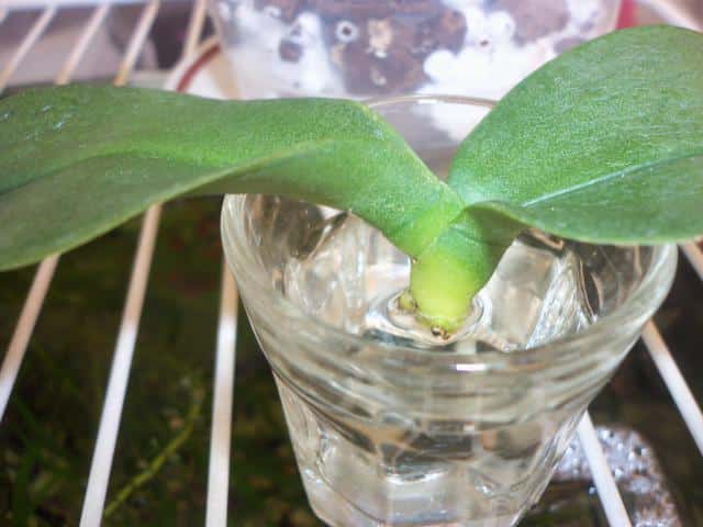 Орхидея без корней в стакане