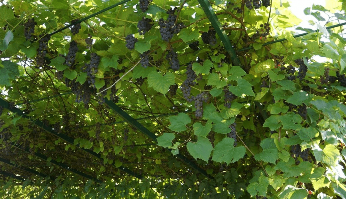 Пышный куст винограда технического сорта