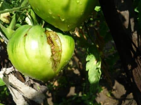 Треснувший зелёный помидор