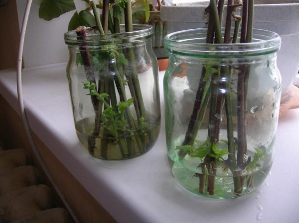 Как рассадить малину летом правильно: инструкция по укоренению зелёныхчеренков