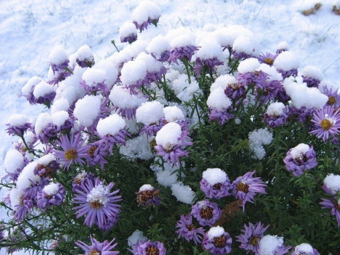 Многолетние хризантемы осенью: уход и подготовка к зиме