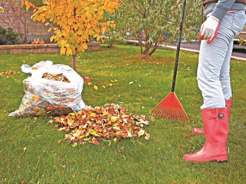 как использовать осенние листья на садовом участке