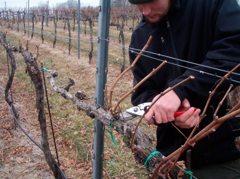 как правильно срезать виноградную лозу для посадки