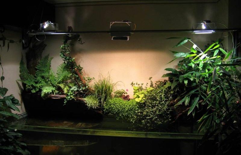 тенелюбивые комнатные растения