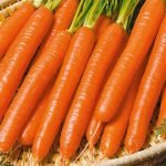 Морковь витаминная 6