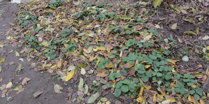 Мульчирование опавшей листвой