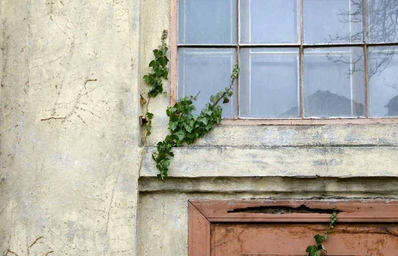 старое окно плющ