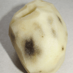 Подмороженный картофель