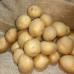 Правильно хранившийся картофель