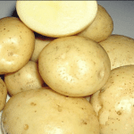 Среднепоздний сорт картофеля Лошицкий