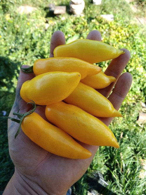 Плоды томата сорта Банановые ноги