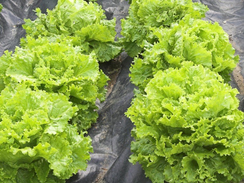 Салат на подоконнике: выращивание из семян зимой в домашних условиях