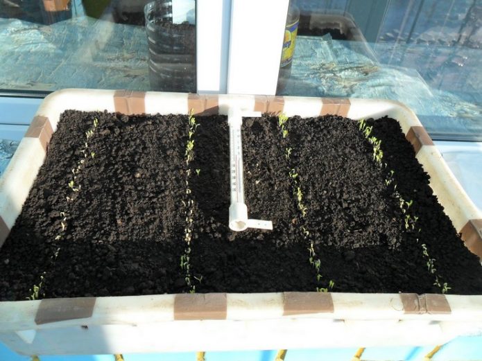 Выращиваем салат на подоконнике зимой для начинающих