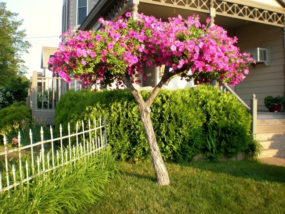 Сухое дерево, украшенное петуниями