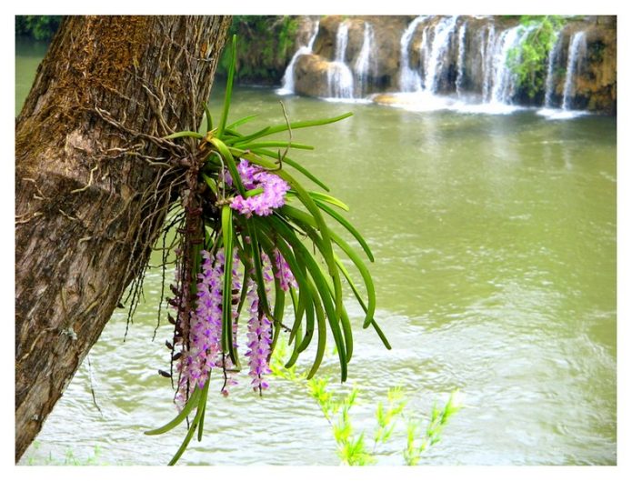 Орхидеи в природе