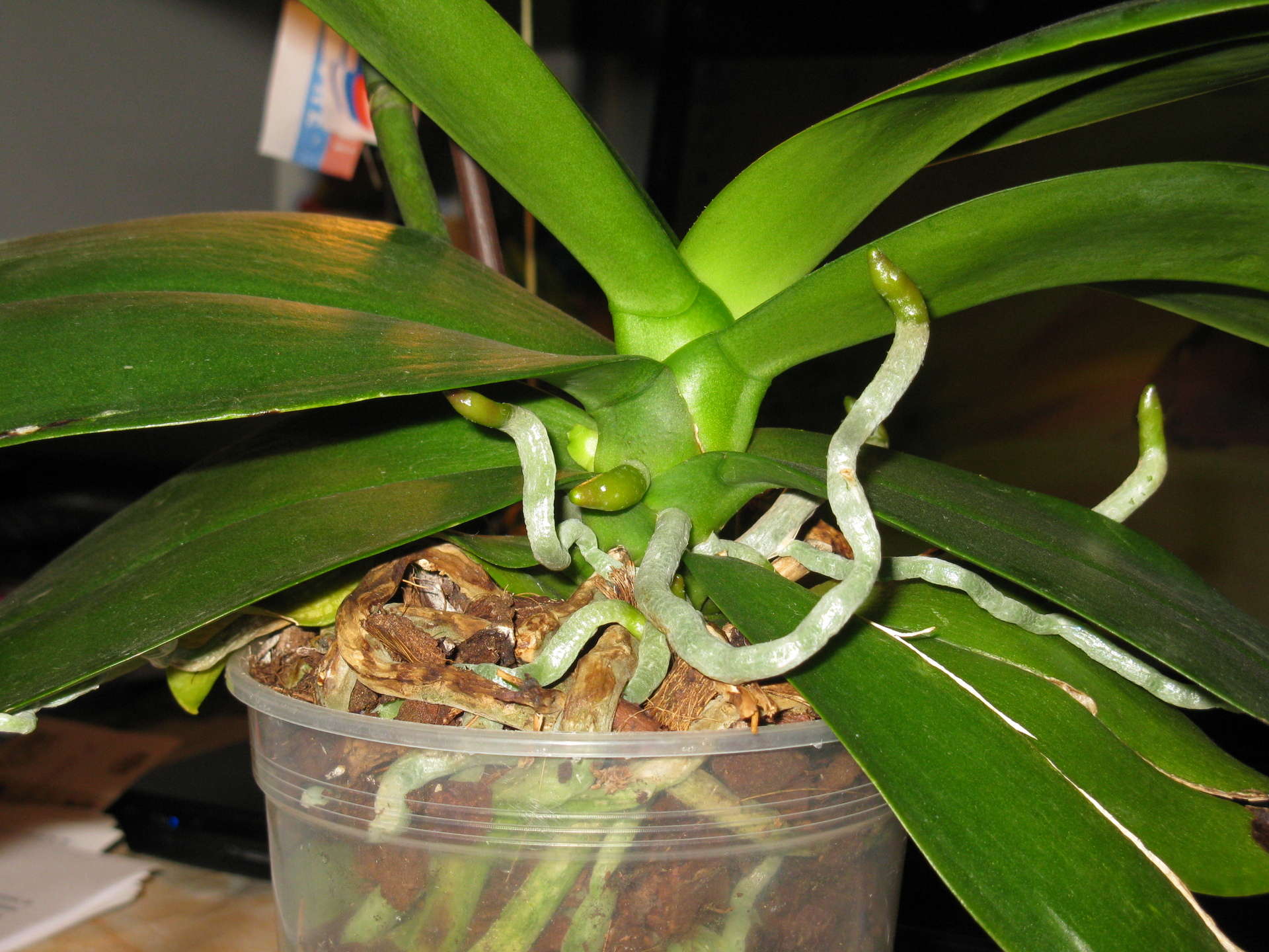 орхидея из черенка цветоноса как вырастить