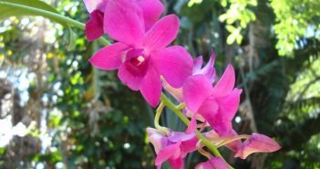 ростки орхидеи