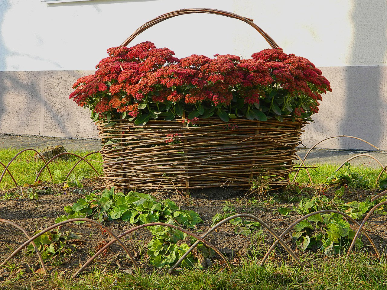 flowerbed in the basket with their hands | Клумбы, Цветник, Структура сада
