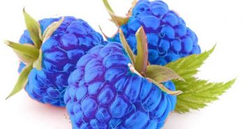 Синие ягоды малины