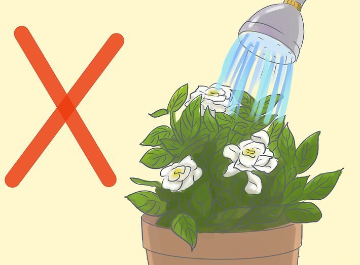 Como cuidar una gardenia