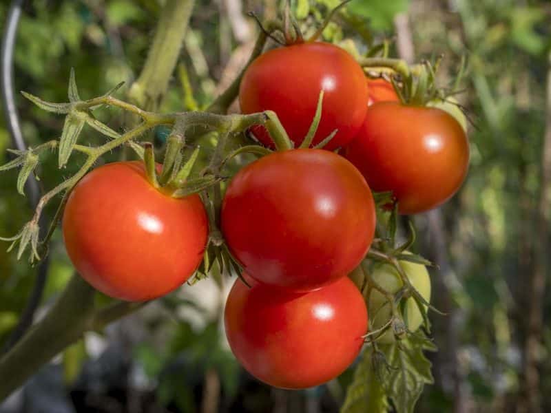 Лучшие сорта томатов для Урала для открытого грунта и теплиц, их описание, фото и отзывы