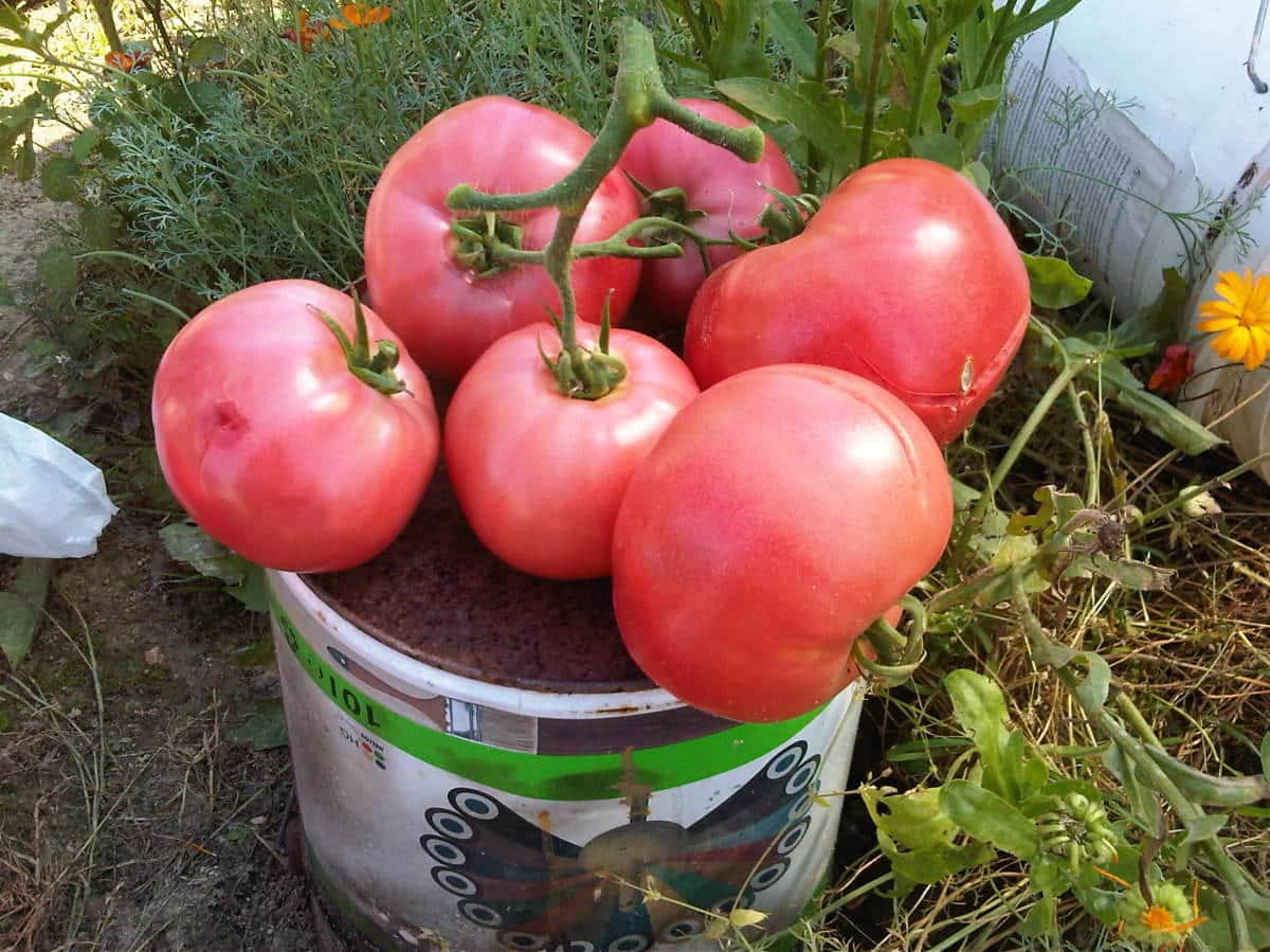 Лучшие сорта томатов для Урала для открытого грунта и теплиц, их описание,фото и отзывы