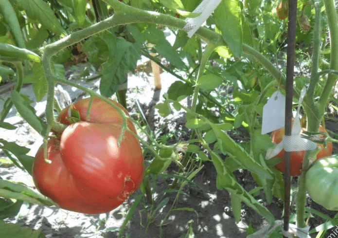 Rajče Abakan pink: popis odrůdy, kde rostou lépe, vlastnosti plodů rajčat