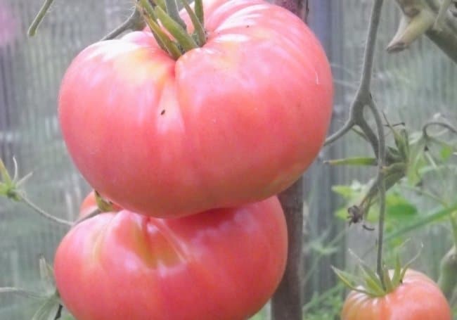 Плоды томатов Демидов