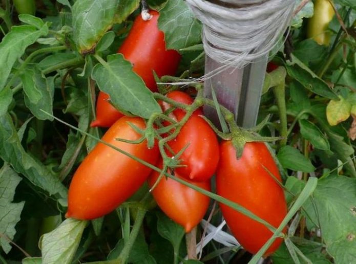 Зрелые томаты Каспар F1