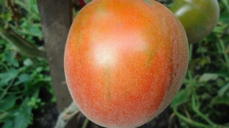 Персиковый томат с опушением