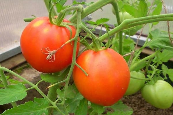 Плодоножка томата с сочленением