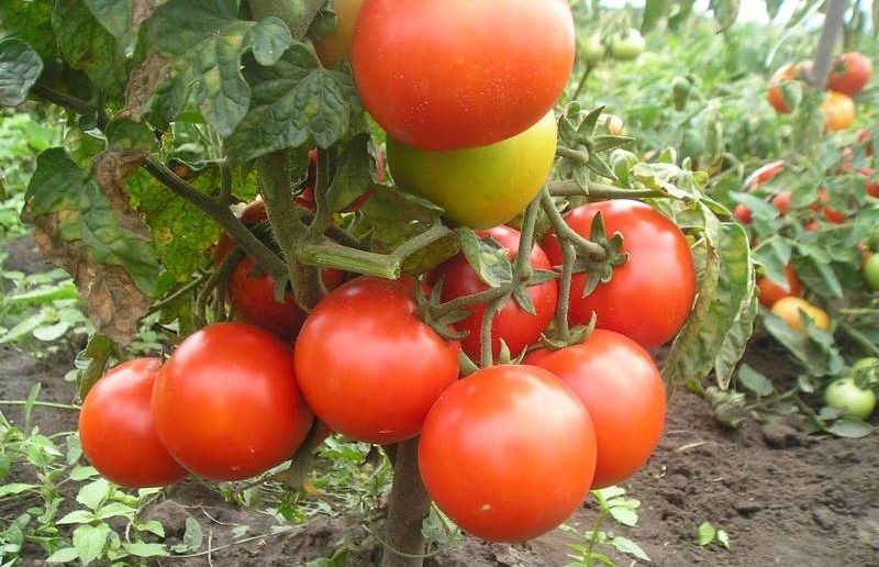 помидоры джек под описание сорта