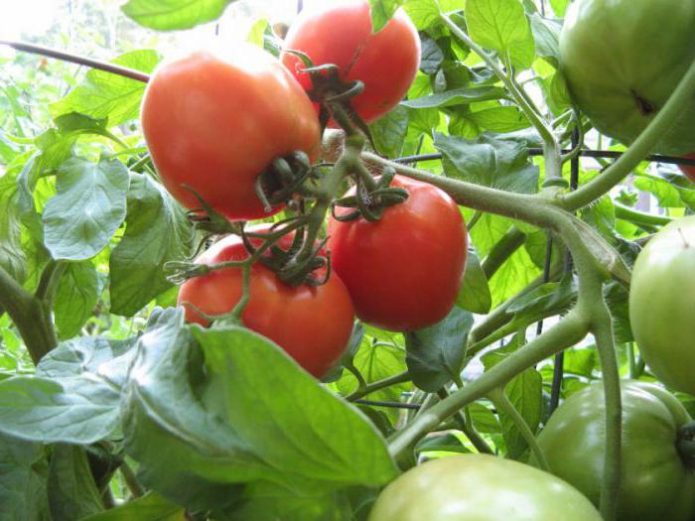 Jedno z nejoblíbenějších mezi zahradníky rajčat Těžká váha Sibiře: vytrvalá, raná a vysoce výnosná odrůda