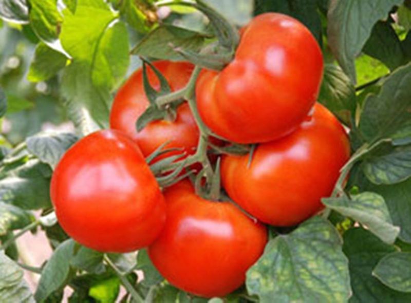 Томат "Клуша": характеристика и описание сорта помидор, отзывы и фото, урожайность