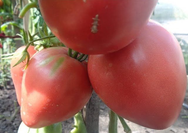 Плоды томата Пудовик