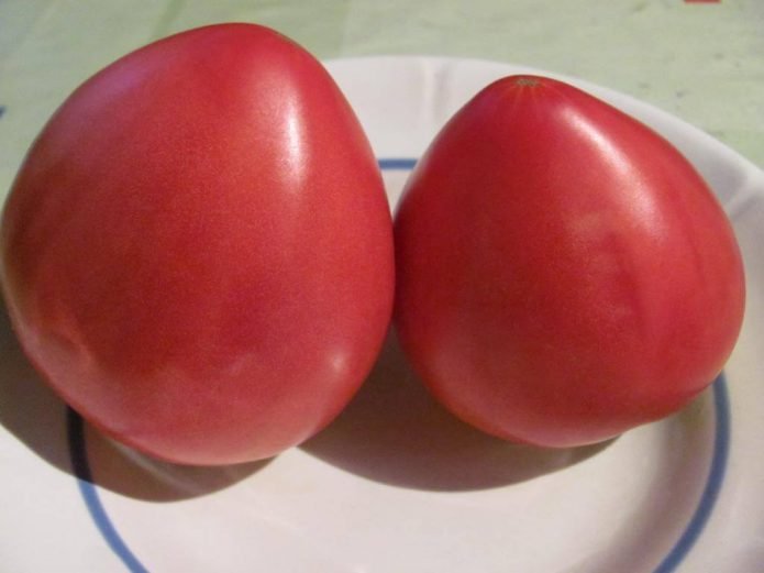 Сибирский томат тяжеловес