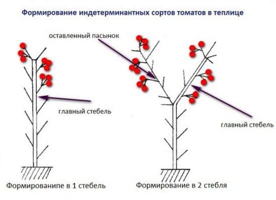 Схема формирования томата в 1 и 2 стебля