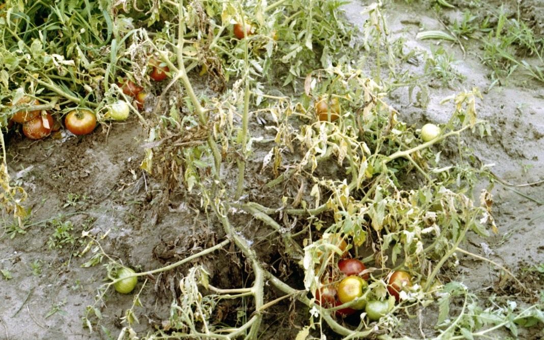 Томат Рио Гранде Отзывы Фото Урожайность