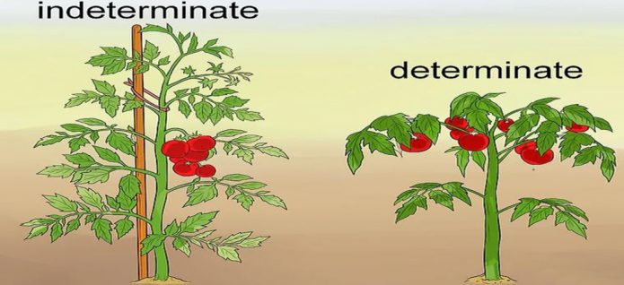 Детерминантные и индетерминантные томаты