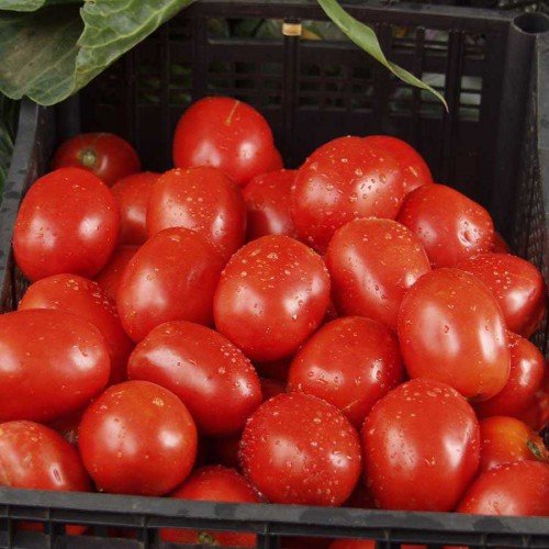 Урожай томатов Рио Гранде