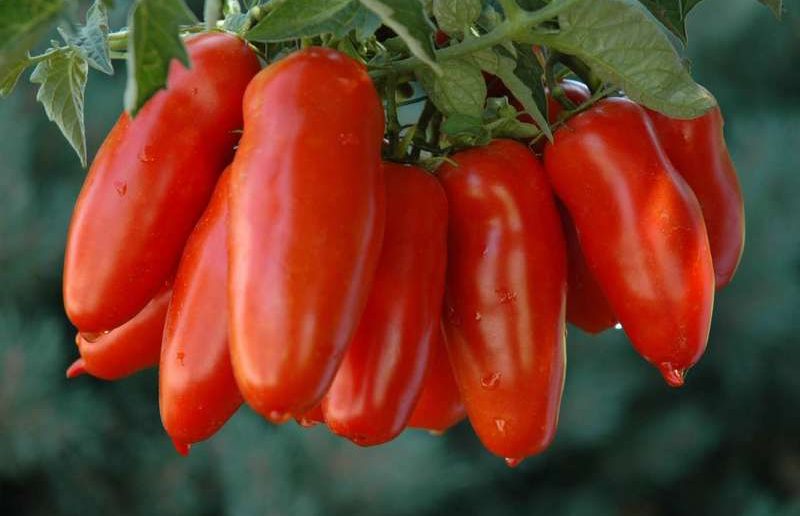 Перцевидные томаты: описание и характеристика сортов, особенности ухода за  ними, отзывы, фото